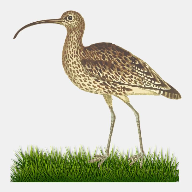 Vogel