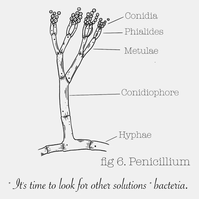 Penicillium