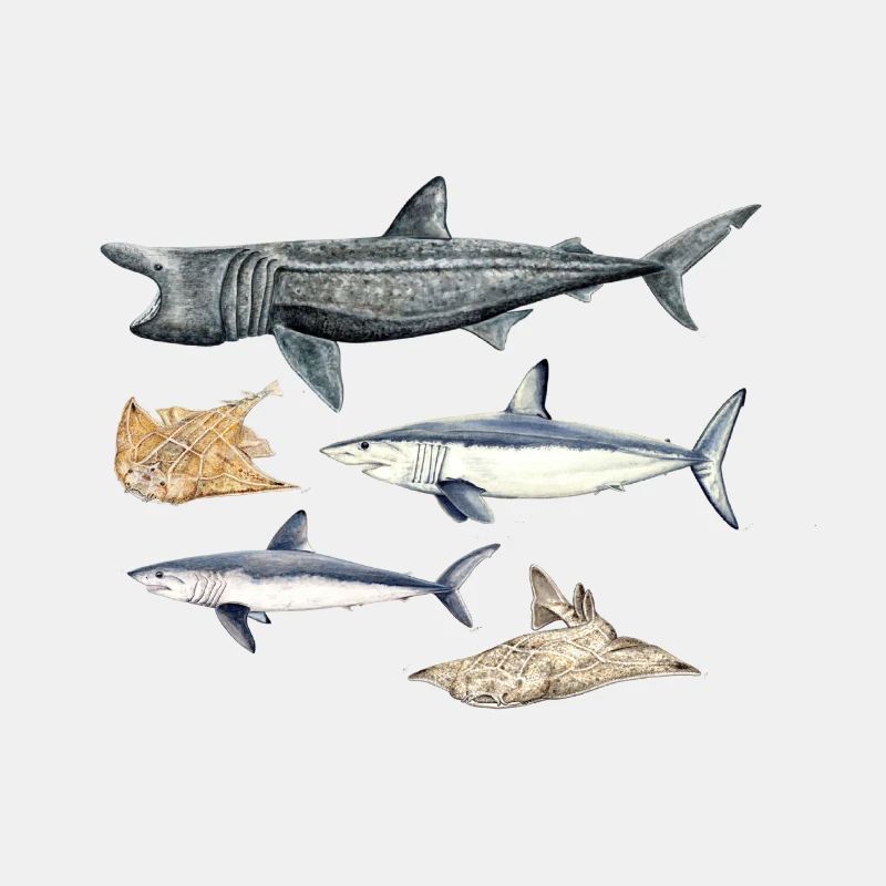 Requins - Requins - Requins