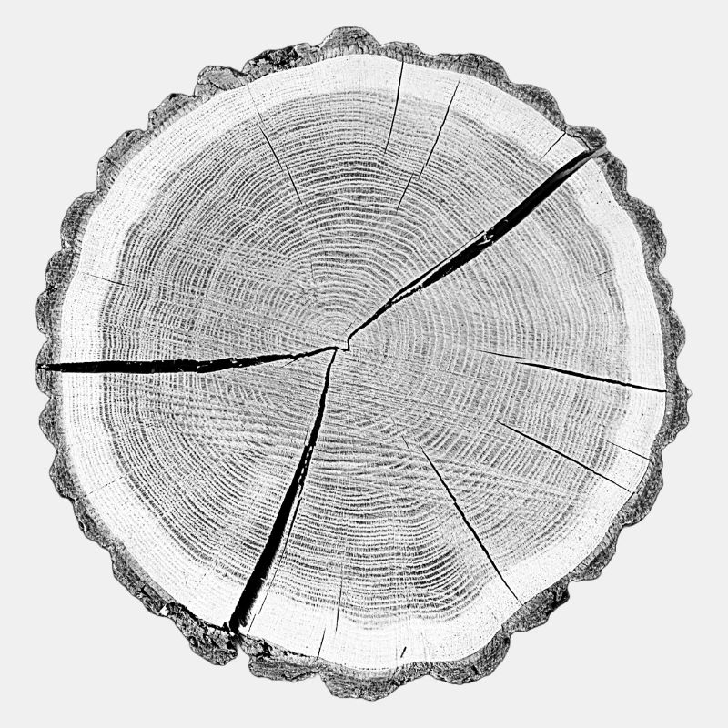 Tree slice grey