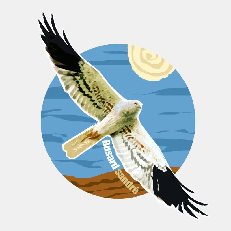 Oiseau Busard cendré Rapace Espèce protégée