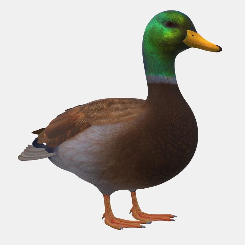 Canard 3D