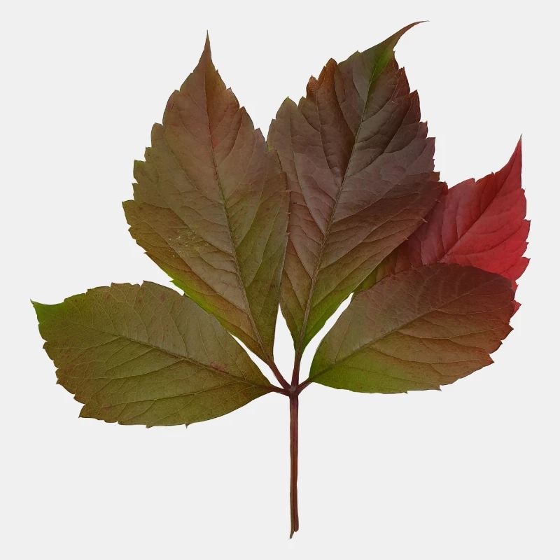 Herbstblatt, Autumn Leaf