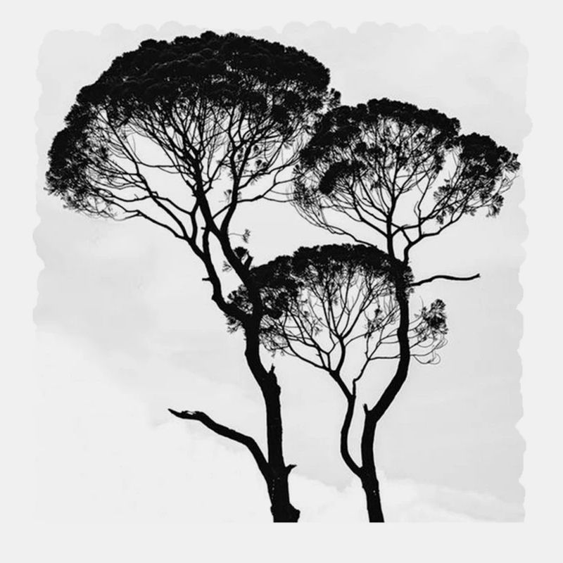 Baeume Bäume Äste Afrika Africa