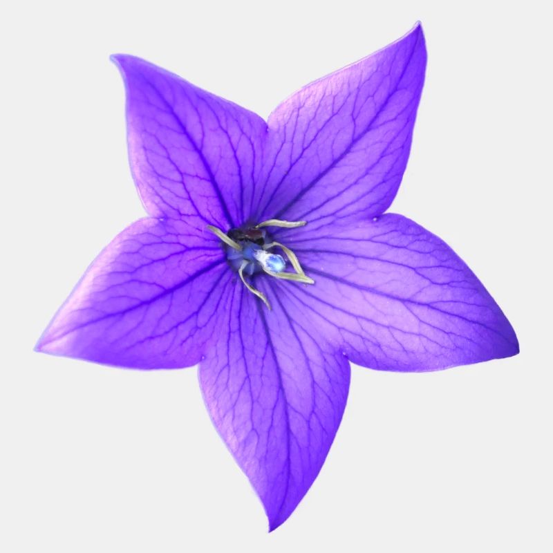 fleur pourpre
