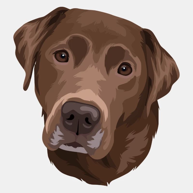 Tête brune du Labrador