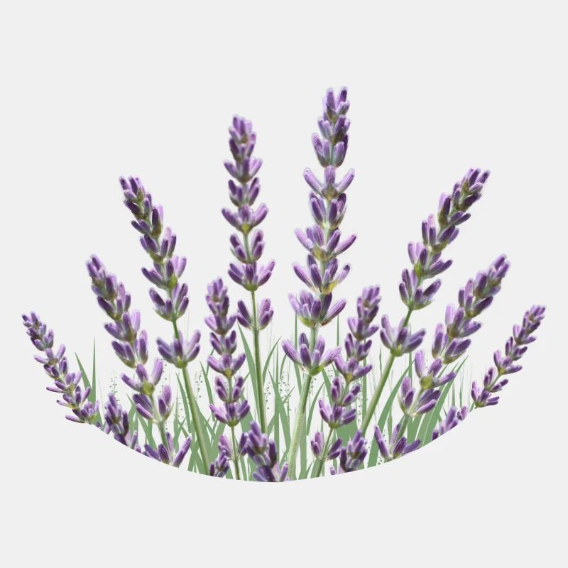 Lavendelhalme Lavendel