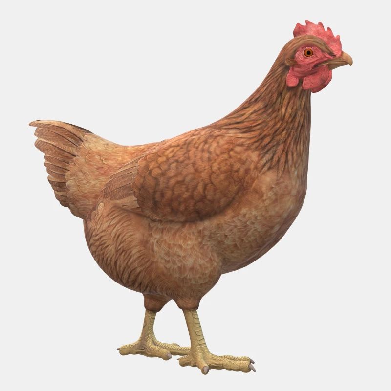 3D Huhn