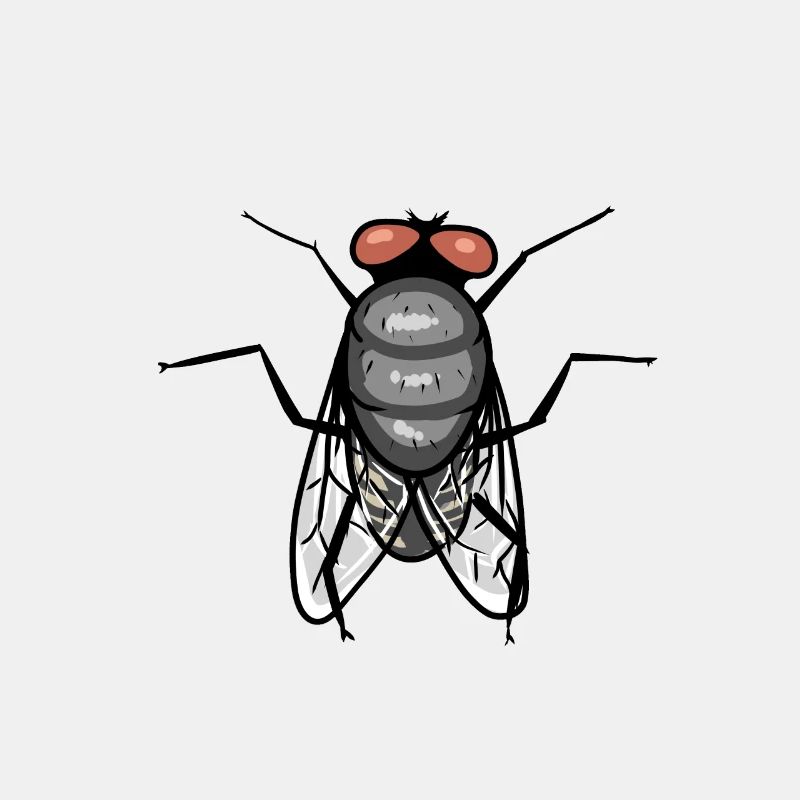 Fliege Insekten Tiere