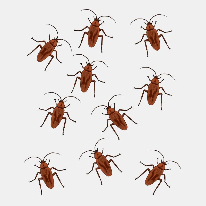 Cafard cafard insecte