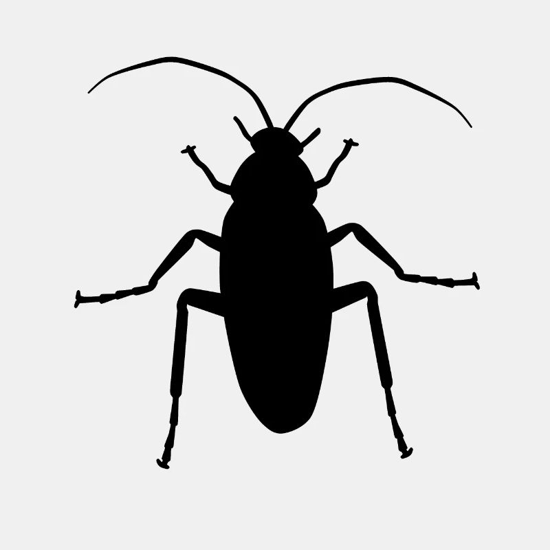 Ungeziefer Schädlinge Scharbe Kakerlacke