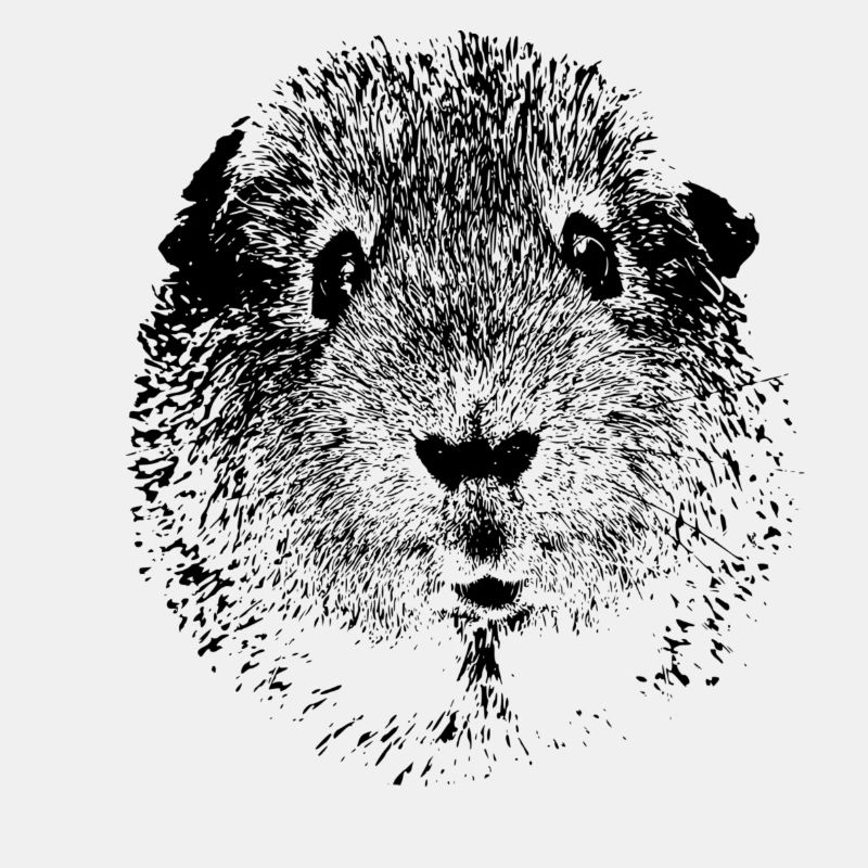 Meerschweinchen