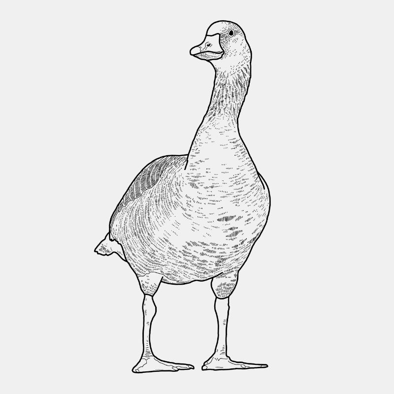 Gans - Detaillierte Gänse Zeichnung