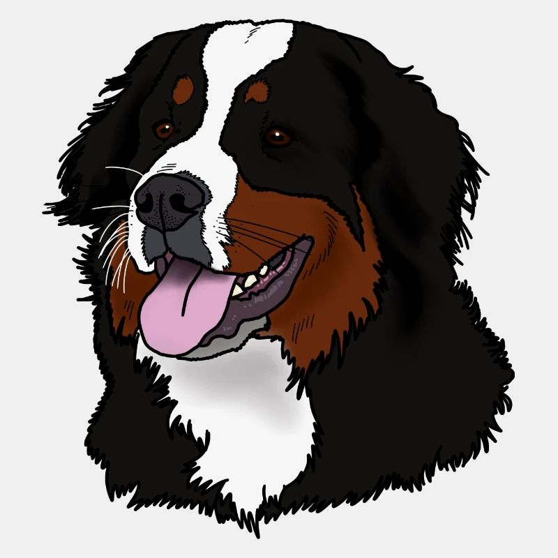 Berner Sennenhund Kopf