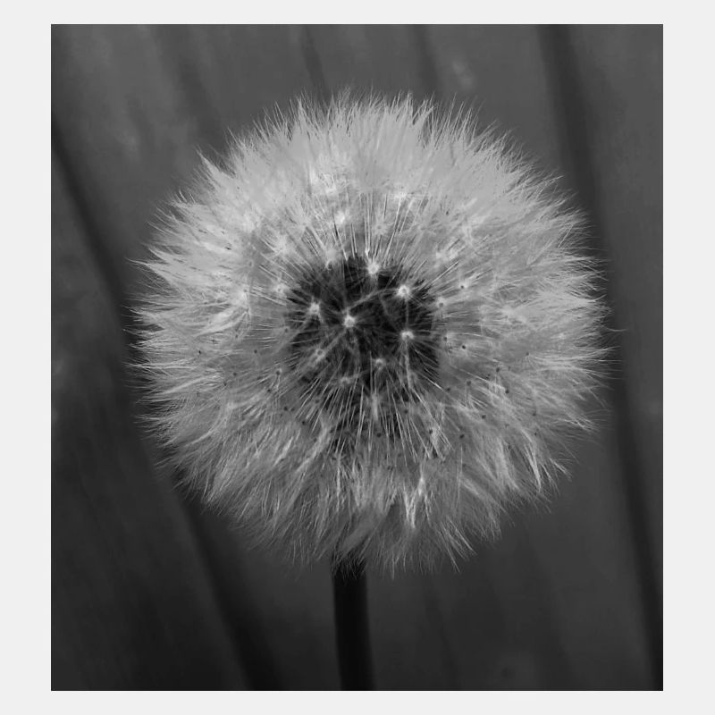 Collection Nature