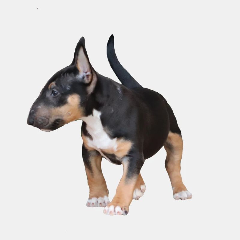Miniatur Bullterrier