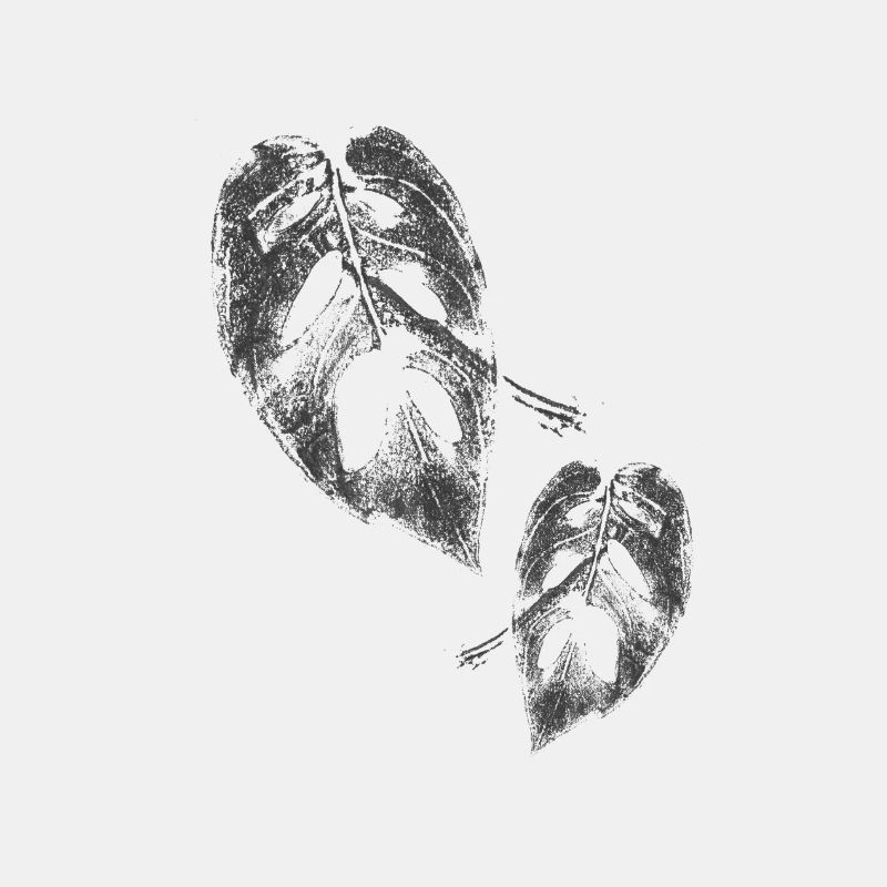 Monstera Monkey Print Plant