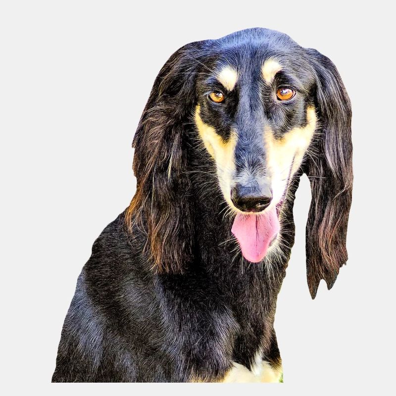 Saluki
