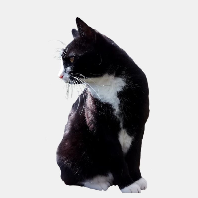 Cat, kitten, design, graphics, real, realistic
