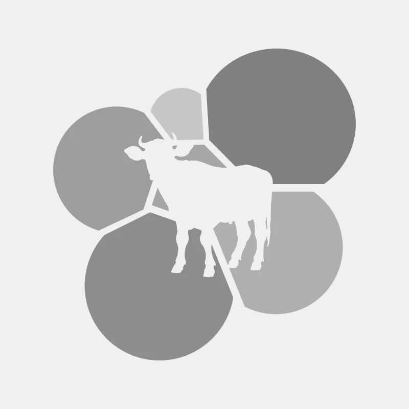Kühe Rind Bauer