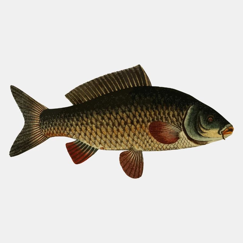 Carp Fish