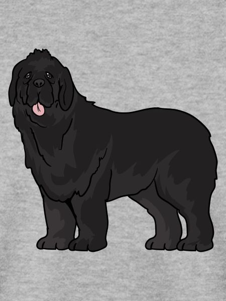 Neufundländer Hund