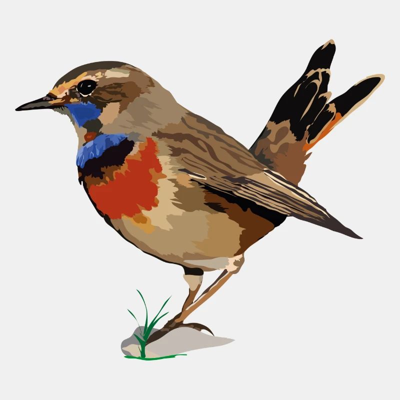 Blaukehlchen_Luscinia svecica