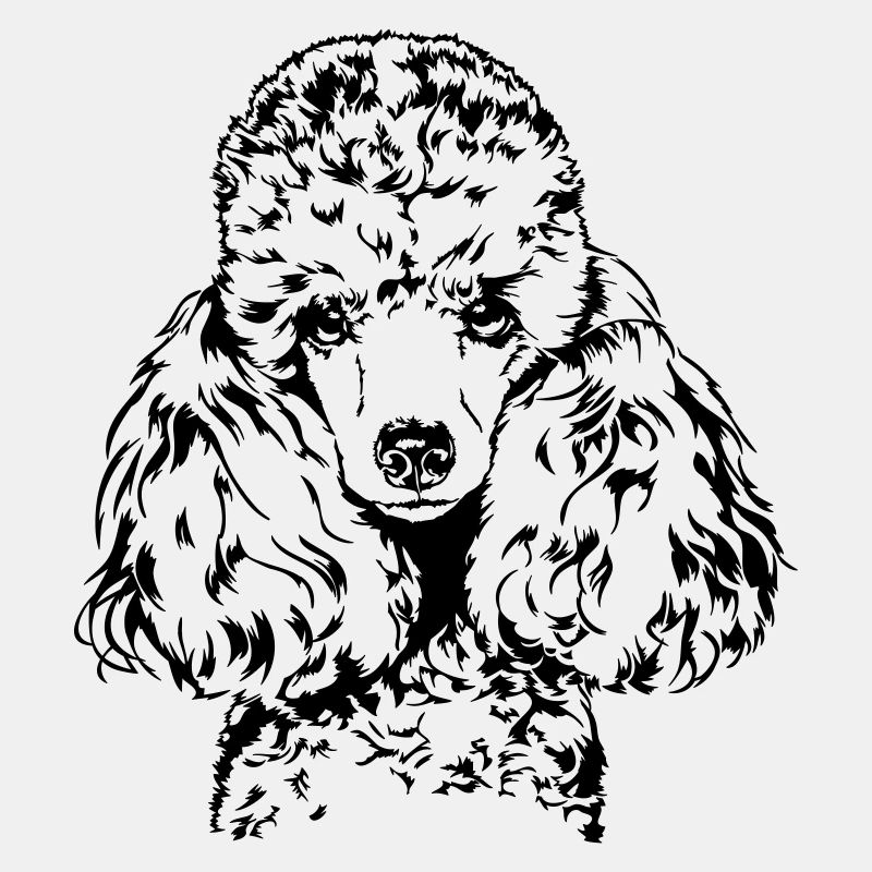 PUDEL petit caniche miniature caniche portrait de chien Wilsigns