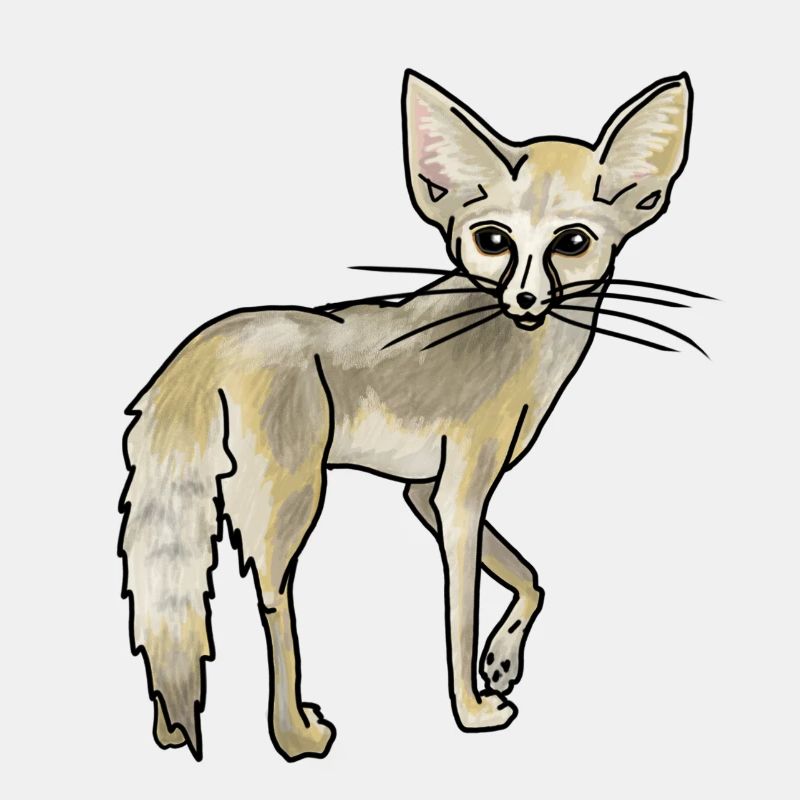 Wüstenfuchs Fennek