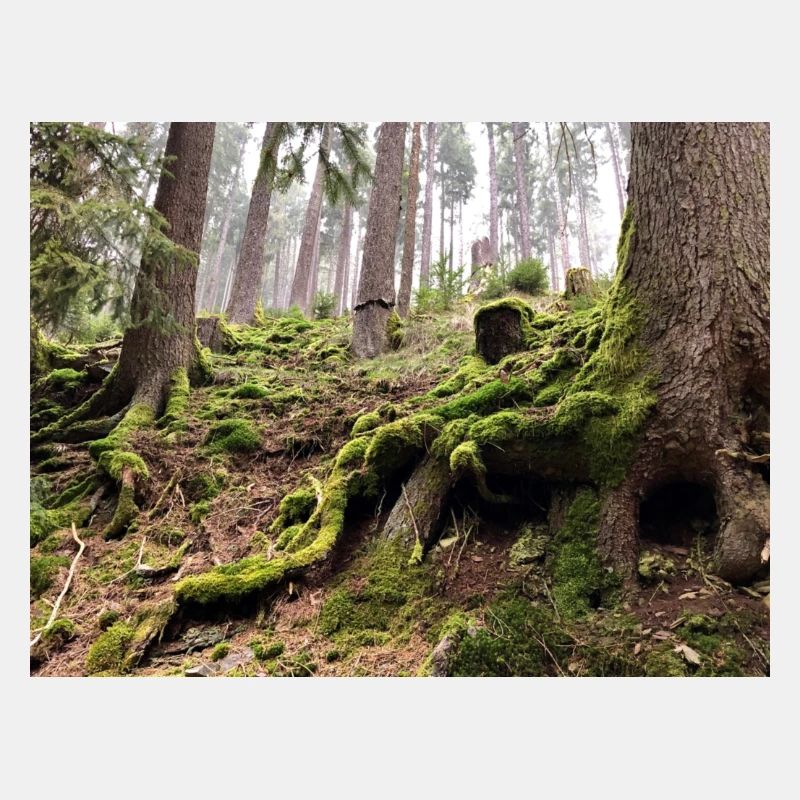 Moos im Wald