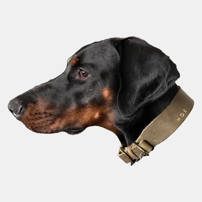 Dobermann, Hund, dog, doglover