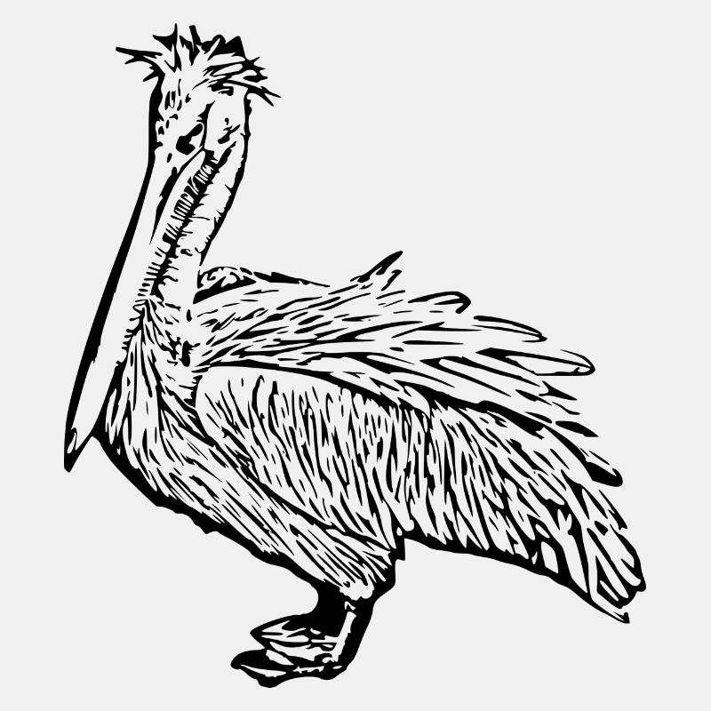 Pélicans Oiseaux Oiseaux Pelecanus