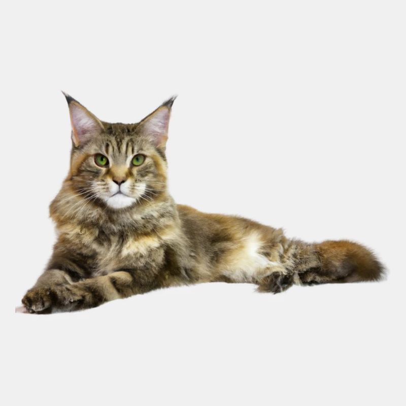 Maine Coon Katze