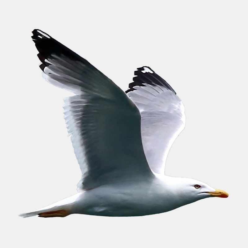 Möve