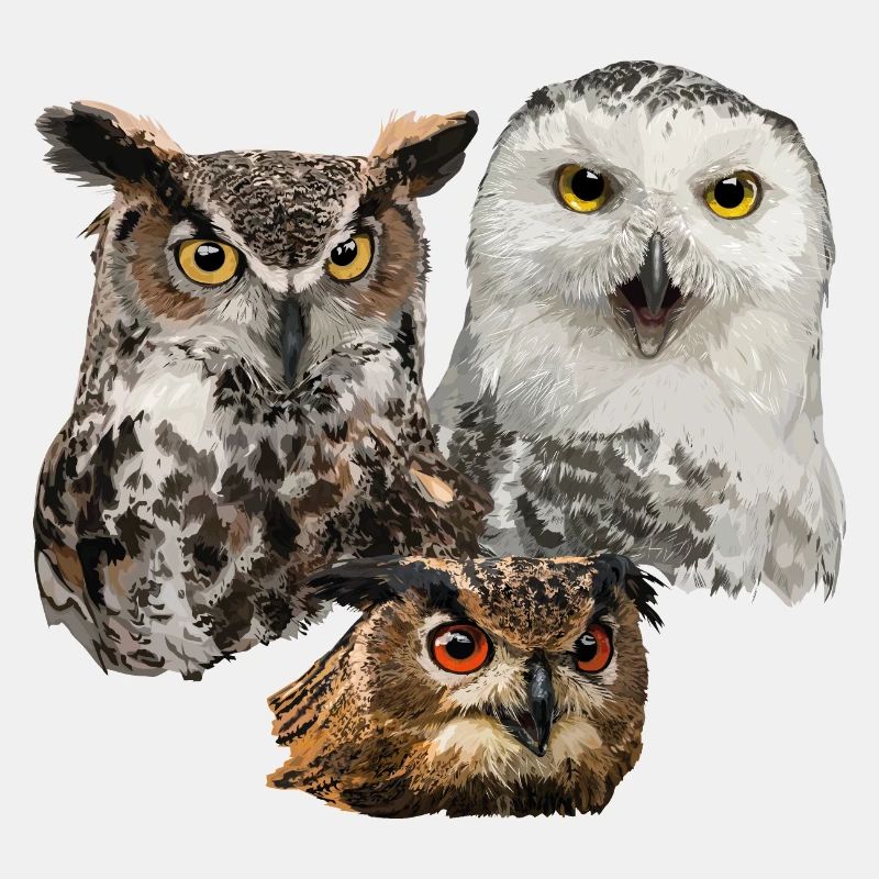Owls