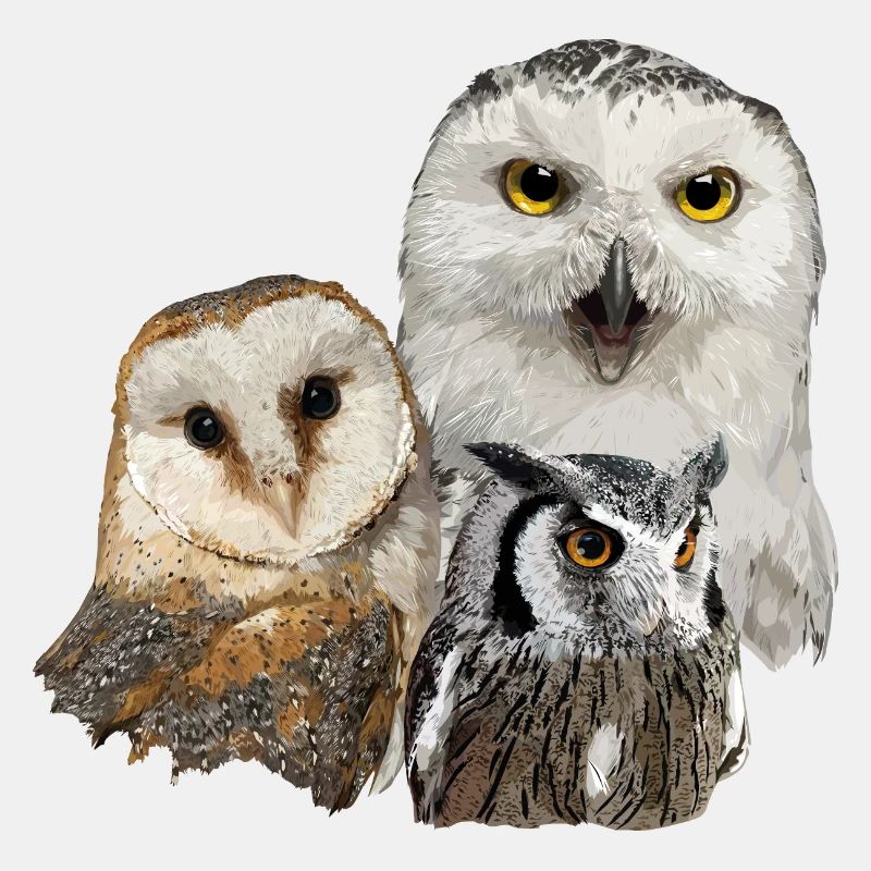 Nächtliche Raubvögel