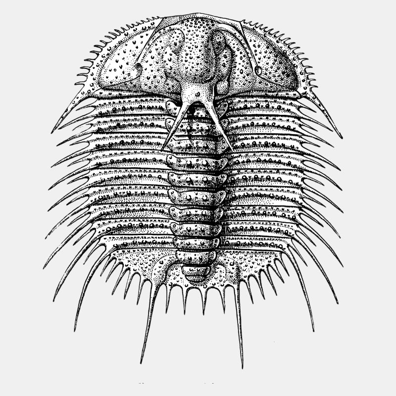 Odontopleurid