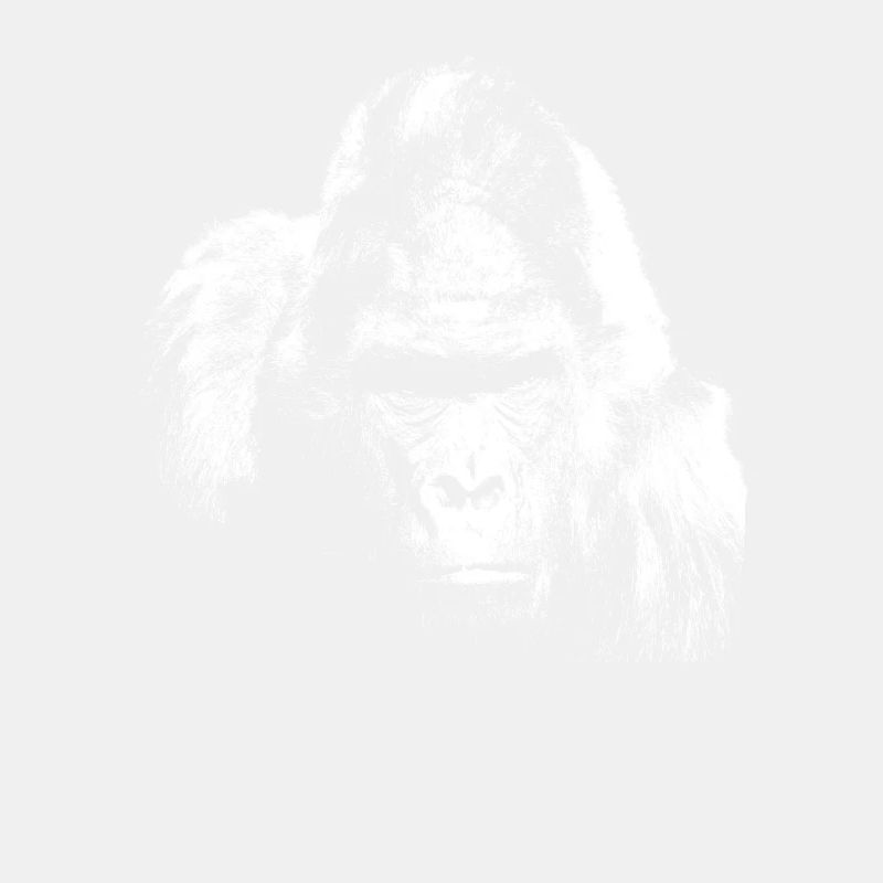 Gorilla Silberrücken Affe