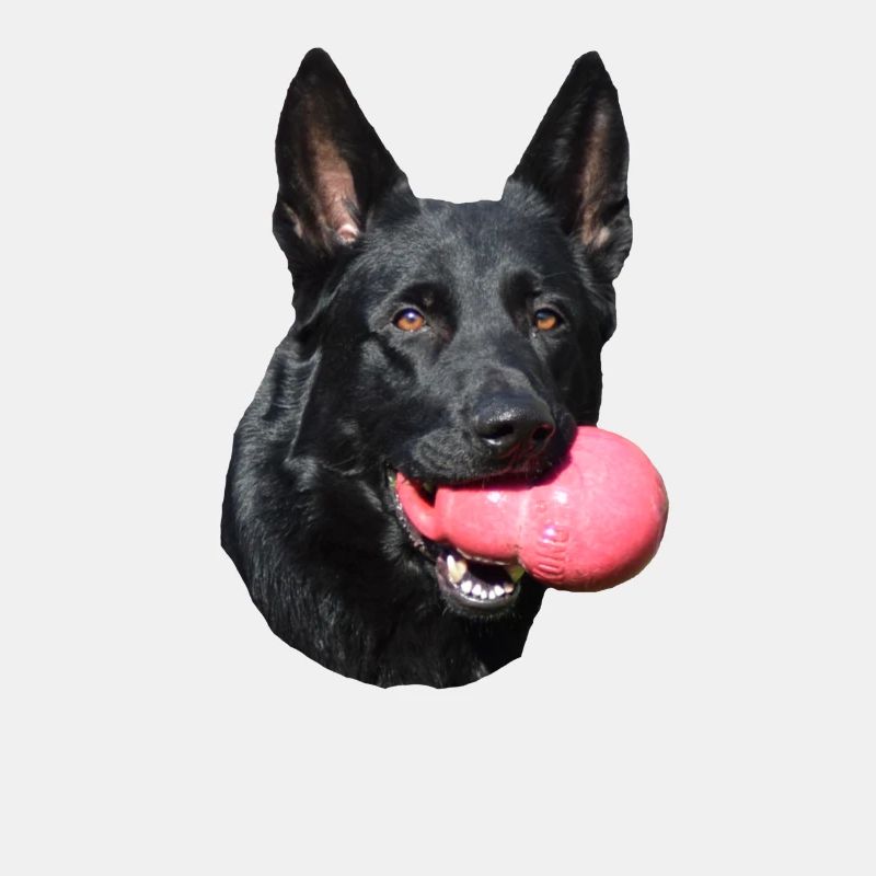 Shepherd German Shepherd Black Dogs