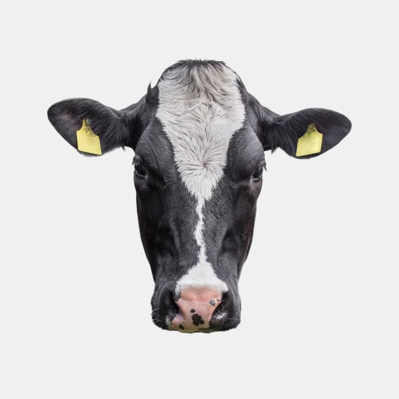 Vache. Vache.