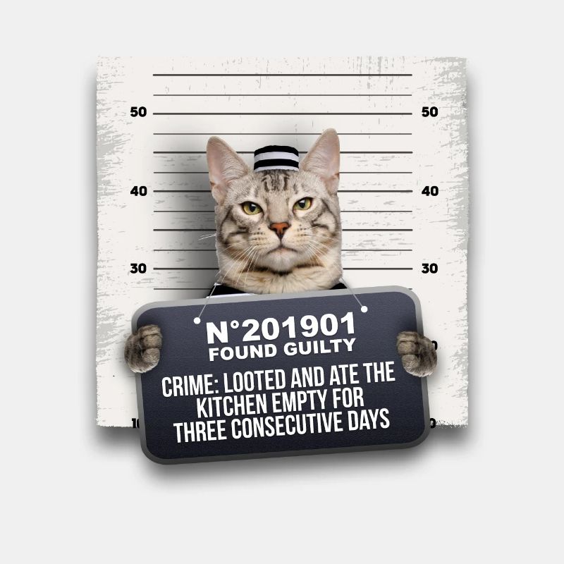 Criminal cat