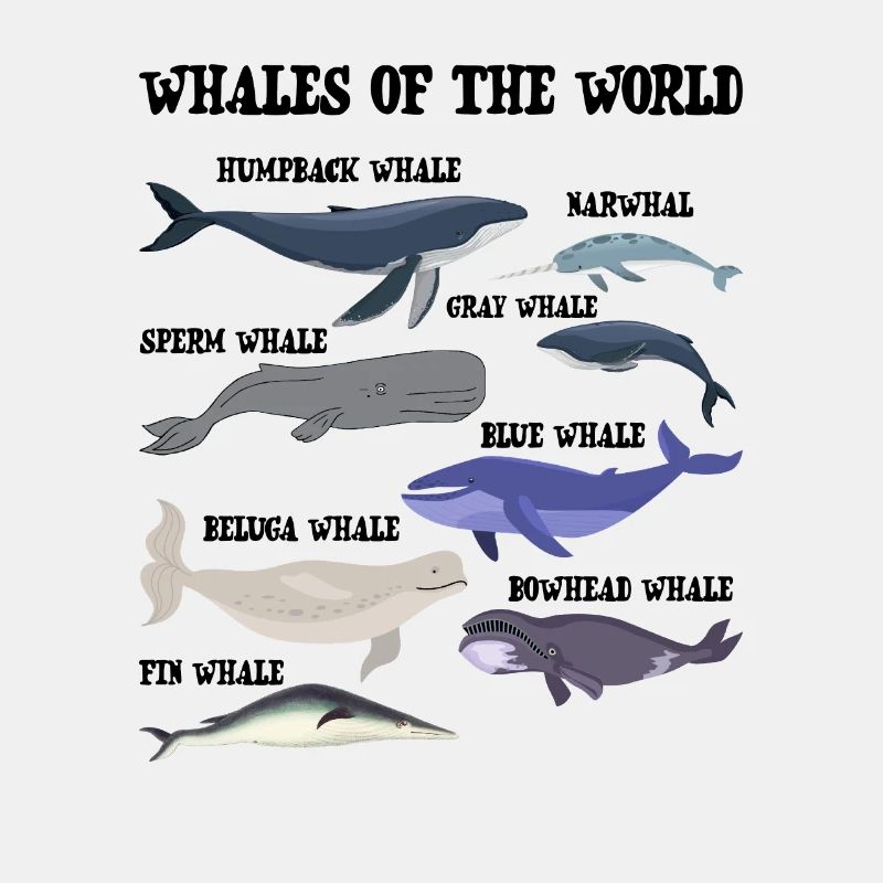 Die Wale der Welt