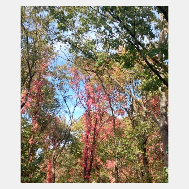 Bunter Wald im Herbst