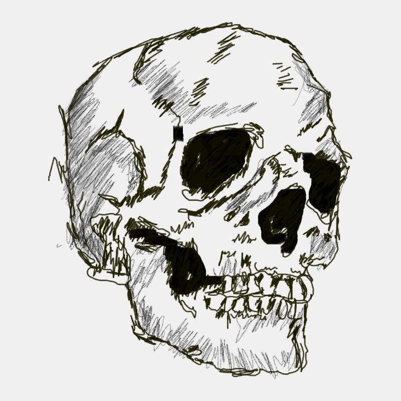 Line drawing skull,