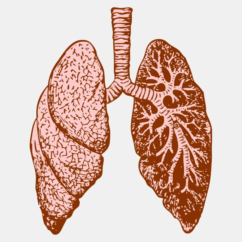 Lung: O