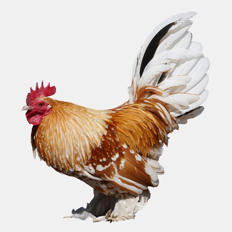 Les cochins sont l’une des plus grandes races de poulets