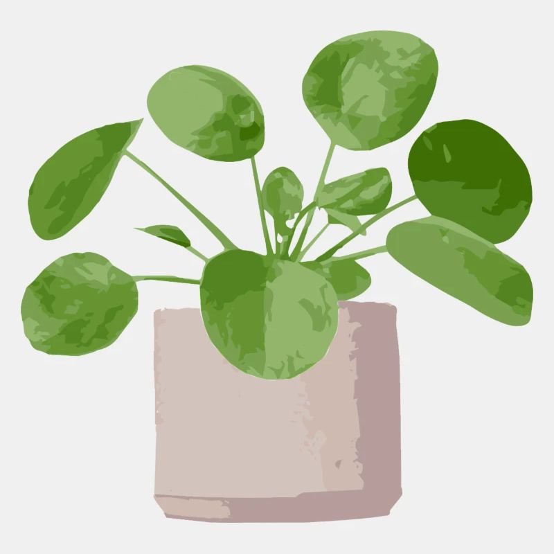 pilea