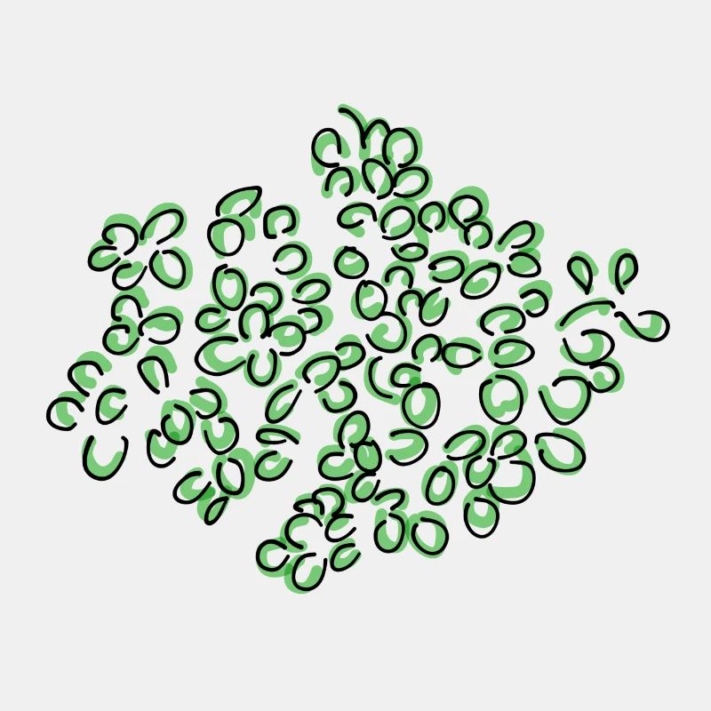Oregano