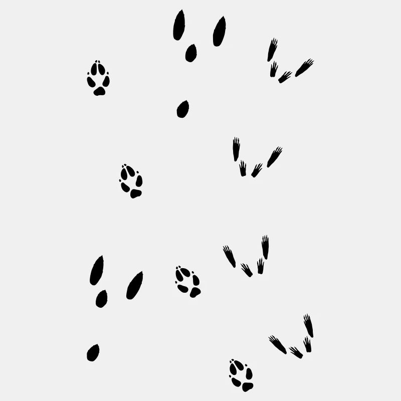 Tracks from squirrel, hare and fox