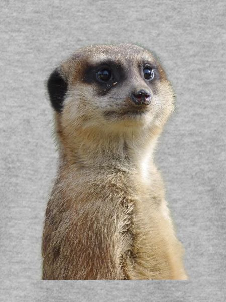 Erdmännchen Foto